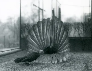 Un fagiano Argus maschio in display di corteggiamento, con una femmina accanto, Zoo di Londra, gennaio 1926