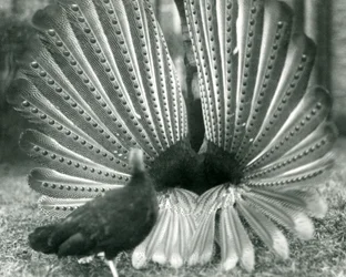 Un fagiano Argus maschio in display di corteggiamento, con una femmina accanto, Zoo di Londra, gennaio 1926