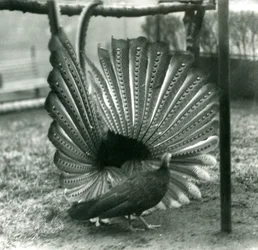 Un fagiano Argus maschio in display di corteggiamento, con una femmina accanto, Zoo di Londra, gennaio 1926