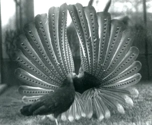 Un fagiano Argus maschio in display di corteggiamento, con una femmina accanto, Zoo di Londra, gennaio 1926