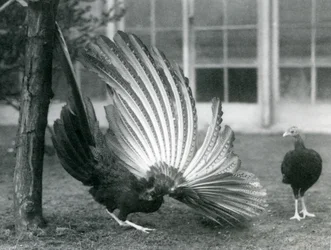 Un fagiano Argus maschio, o Grande Argus, che mostra le sue piume alari e caudali, mentre una femmina sta davanti a lui, zoo di Londra, gennaio 1926