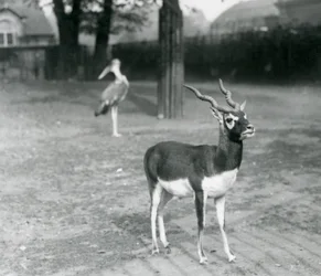 Un maschio di Blackbuck o Antilope Indiana in un recinto allo Zoo di Londra, ottobre 1926