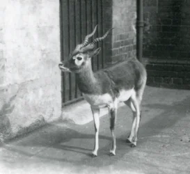 Un maschio di antilope cervicapra nel suo recinto al London Zoo, giugno 1925