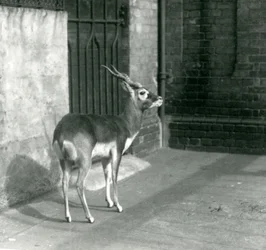 Un maschio di antilope cervicapra nel suo recinto al London Zoo, giugno 1925