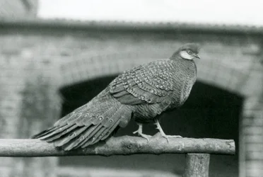 Un fagiano pavone grigio maschio sul suo posatoio allo Zoo di Londra nel 1931