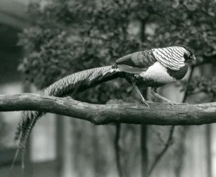 Un fagiano di Lady Amherst maschio, che cammina lungo un ramo orizzontale, allo Zoo di Londra nel 1926