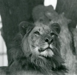 Un leone maschio allo Zoo di Londra nel 1929