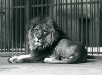 Un leone maschio sdraiato contro le sbarre del suo recinto, Zoo di Londra, settembre 1927