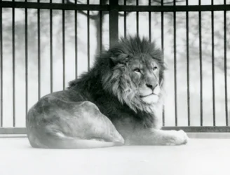 Un leone maschio che riposa nel suo recinto allo Zoo di Londra nel marzo 1925
