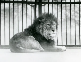 Un leone maschio che riposa nel suo recinto allo Zoo di Londra, marzo 1925
