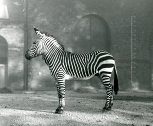 Una zebra maschio di montagna x zebra di montagna di Hartmann nel suo recinto allo Zoo di Londra nel settembre 1927