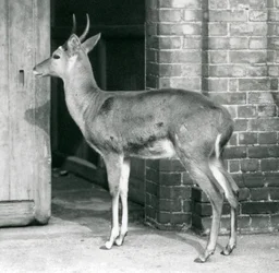 Un maschio di reedbuck comune del sud o reitbok vicino alla porta della casa degli antilopi, Zoo di Londra, 6 ottobre 1927