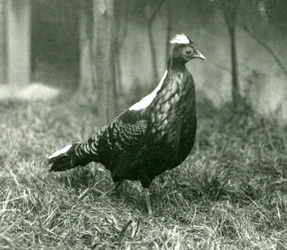 Un fagiano di Swinhoe maschio al London Zoo, settembre 1923
