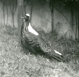 Un fagiano di Swinhoe maschio al London Zoo, settembre 1923