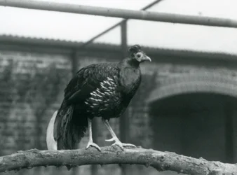 Un maschio di fagiano di Veilot/Crested Fireback in piedi su un ramo orizzontale allo Zoo di Londra nel 1928 (foto in b/n)