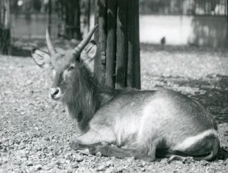 Un maschio di antilope d