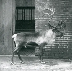 Un cervo maturo che sta nel suo recinto allo zoo di Londra nel 1925