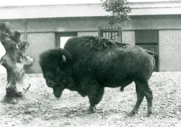 Un bisonte americano maschio quasi minacciato nel suo recinto, Zoo di Londra, 1927