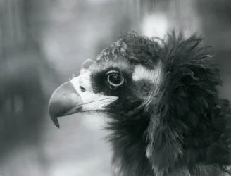 Un avvoltoio monaco eurasiatico quasi minacciato allo Zoo di Londra, 1927