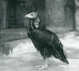 Un avvoltoio nero eurasiatico minacciato in piedi allo Zoo di Londra, 1927
