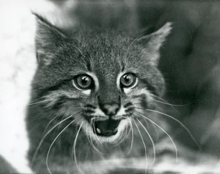 Un gatto delle Pampas quasi minacciato al London Zoo nel 1929 (foto in b/n)