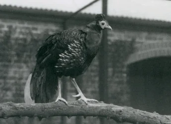 Un Viellots fireback minacciato, o Crested fireback, in piedi su un ramo, Zoo di Londra, 1927