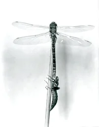 Una libellula ad anelli dorati appena emersa asciuga le ali mentre riposa su una canna sopra il suo guscio larvale vuoto, o exuvia, Zoo di Londra, 1925