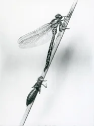 Una libellula ad anelli dorati appena emersa riposa su una canna sopra il suo guscio larvale vuoto, o exuvia, Zoo di Londra, 1925