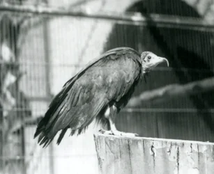 Un avvoltoio cappuccino in pericolo critico su un tronco, Zoo di Londra, settembre 1925