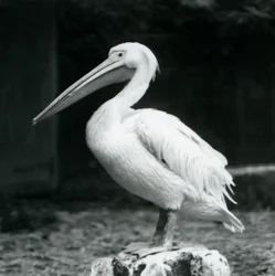 Un pellicano su un ceppo allo Zoo di Londra, settembre 1925