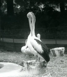 Un pellicano su un ceppo che si pulisce il collo allo Zoo di Londra, settembre 1925