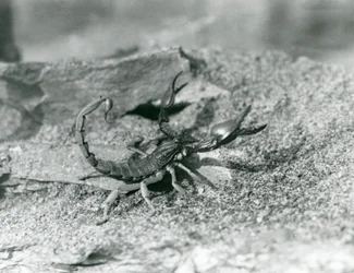 Uno scorpione allo Zoo di Londra nel 1929 (foto in bianco e nero)