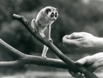 Un lori snello su un ramo tenuto da un custode, Zoo di Londra, agosto 1926
