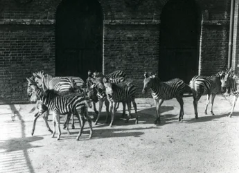 Un piccolo branco di zebre di Chapman allo Zoo di Londra nel 1924