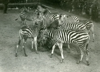 Un piccolo branco di zebre di Chapman, inclusi i giovani, Zoo di Londra nel 1923
