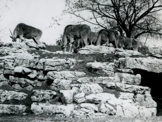 Un piccolo branco di Eland comune che pascola tra le rocce nel recinto degli Eland al London Zoo, giugno 1925
