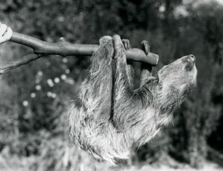 Un bradipo didattilo appeso a un ramo tagliato, tenuto da un custode, Zoo di Londra, settembre 1925