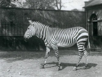 Una vulnerabile zebra di Hartmann nel suo recinto allo Zoo di Londra