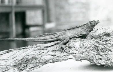Un lucertolone a vela vulnerabile riposa su un tronco allo Zoo di Londra nel 1928
