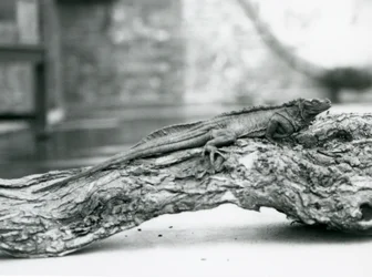 Un lucertolone a vela vulnerabile riposa su un tronco allo Zoo di Londra nel 1928