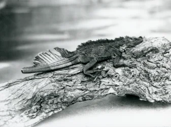 Un vulnerabile lucertola a vela, con una coda danneggiata, riposando su un tronco allo Zoo di Londra nel 1929