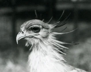 Un vulnerabile Uccello Segretario allo Zoo di Londra nel 1928