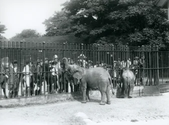 Un giovane elefante africano e un elefante pigmeo africano interagiscono con un grande gruppo di bambini, attraverso le ringhiere del loro recinto, Zoo di Londra, 1926