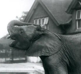 Un giovane elefante africano con la proboscide sollevata sulla fronte, Zoo di Londra, agosto 1925