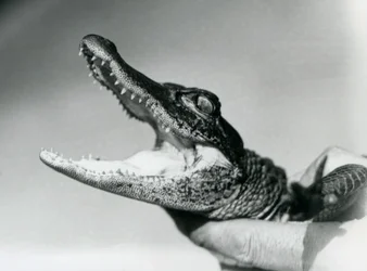 Un giovane alligatore tenuto per il collo dal suo custode, zoo di Londra, agosto 1928