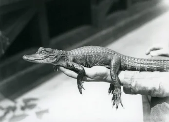 Un giovane alligatore tenuto in mano dal suo custode, Zoo di Londra