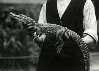 Un giovane alligatore americano tenuto dal suo custode, Zoo di Londra, 1924