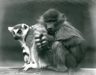 Un giovane babbuino si accoccola accanto a un lemure dalla coda ad anelli su una trave, zoo di Londra, 1925