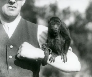 Un giovane scimmia urlatrice nera sul braccio di un uomo con la coda prensile avvolta intorno al polso, zoo di Londra, 1923
