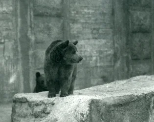 Un giovane orso bruno allo zoo di Londra, giugno 1914